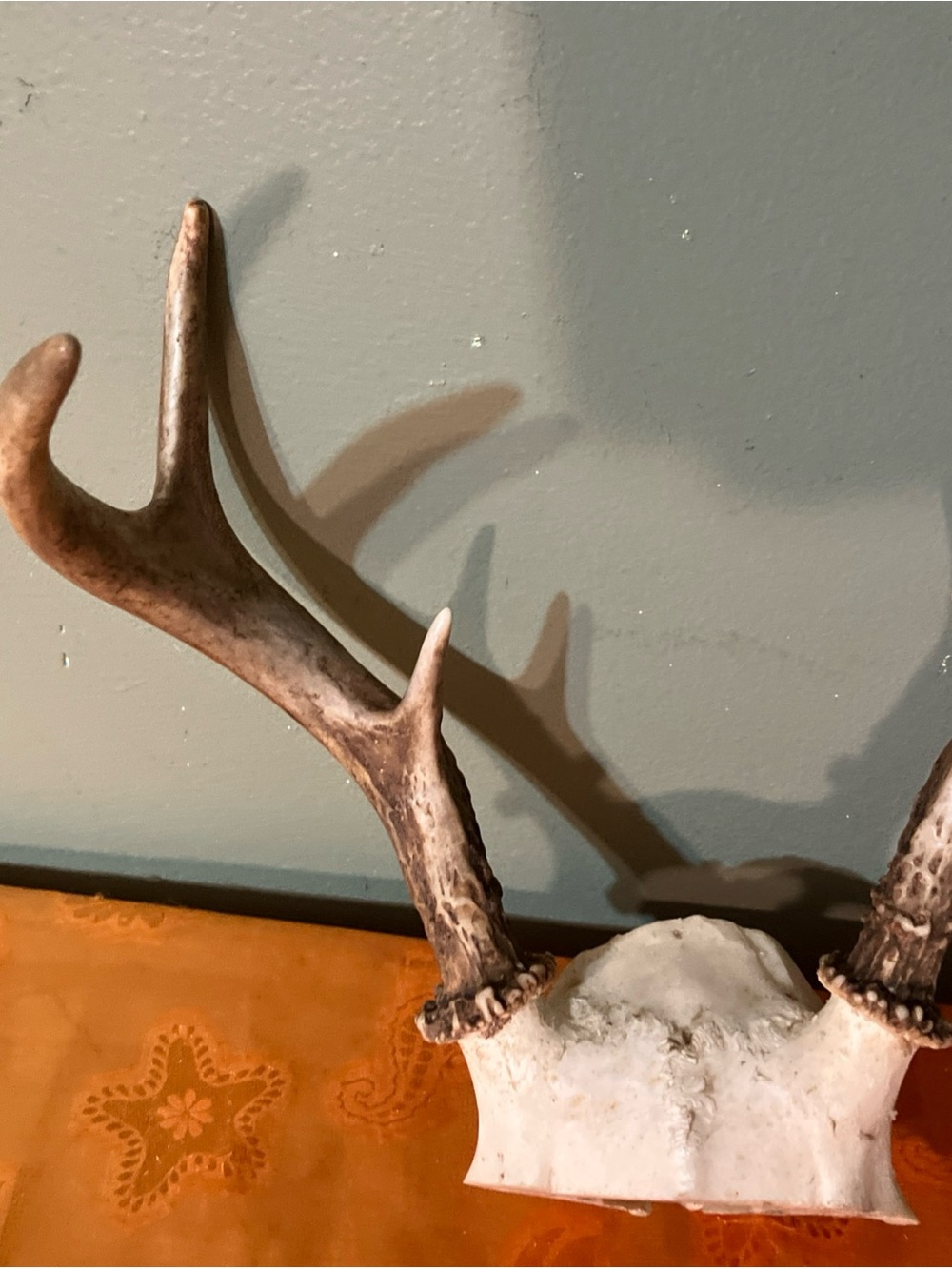 Huge Whitetail Deer Antlers 6 Point Buck-a - Picture 4 of 7